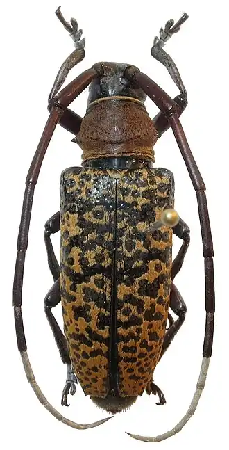 Blepephaeus mindanaoensis