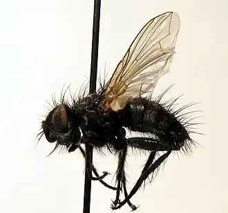 Blepharomyia pagana