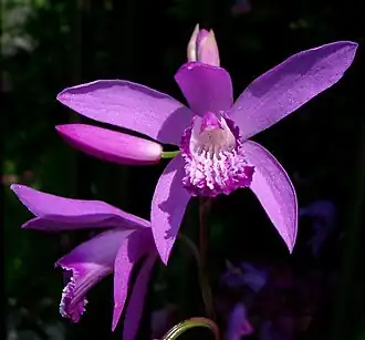Bletilla striata