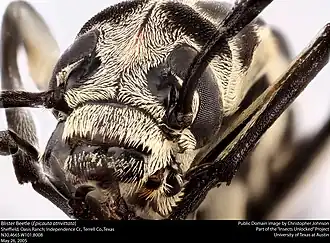 Epicauta atrivittata