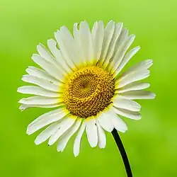 Bloeiwijze van de cultivar Anthemis tinctoria 'Lemon Ice' .