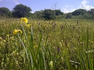 Bloemenzee in de Oostduinen