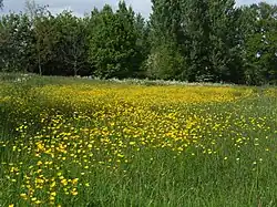 Weide in het reservaat