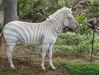 Een albinozebra in gevangenschap