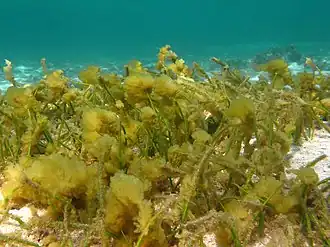 Syringodium isoetifolium