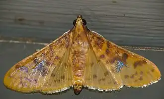 Ghesquierellana hirtusalis