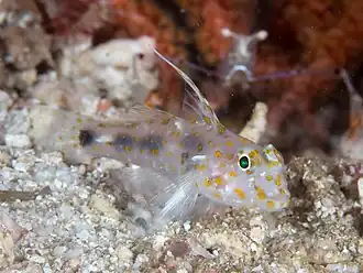 Fusigobius inframaculatus