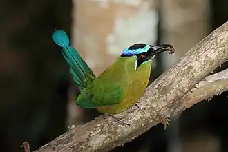 Blauwkruinmotmot