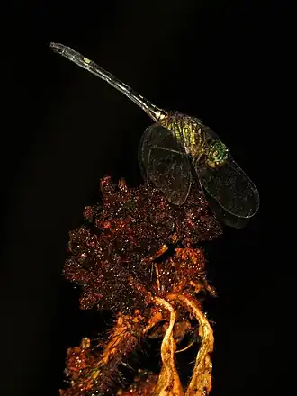 Dythemis multipunctata