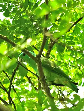 Palawanvlagstaartpapegaai