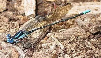 Argia sedula