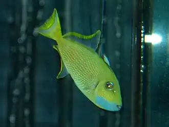 Sufflamen albicaudatum