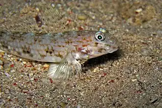 Vanderhorstia ornatissima