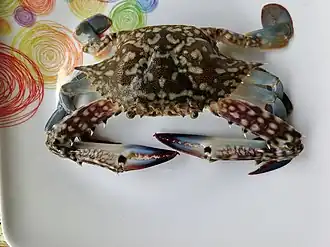 Portunus (Portunus) armatus