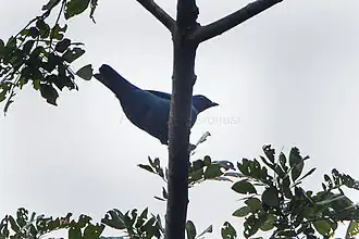 Blauwe rupsvogel