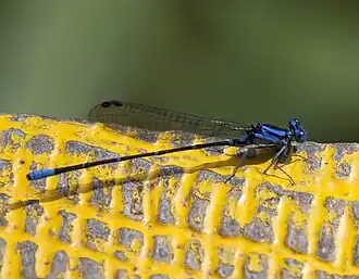 Argia oculata