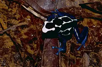 Okopipi (Dendrobates tinctorius)