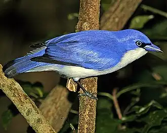 De vanga's vormen bijna een endemische familie op Madagaskar; alleen de blauwe vanga komt ook voor op de Comoren.