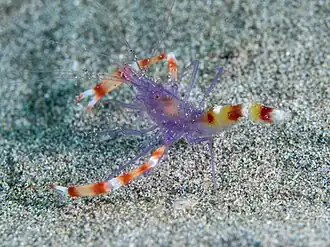 Stenopus tenuirostris