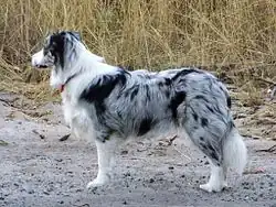 Bordercollie