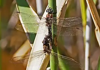 Adversaeschna brevistyla