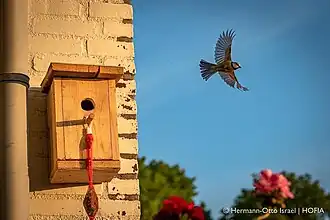 Pimpelmees vliegt nestkast uit
