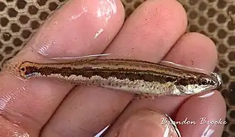 Percina cymatotaenia