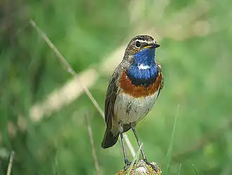 De blauwborst broedt in het gebied
