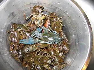 Europese rivierkreeft