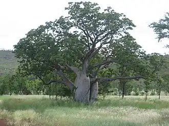Australische baobab