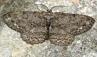 Grote spikkelspanner