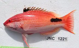 Bodianus busellatus