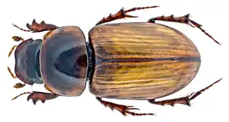 Aphodius lugens