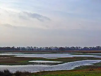 De Boekweitenplas in het Scharreveld