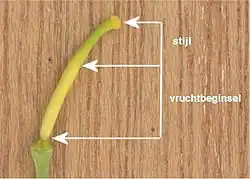 stamper van boerenkool