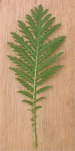 Boerenwormkruid blad