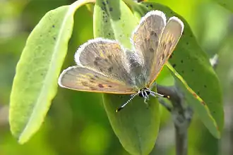 Lycaena epixanthe