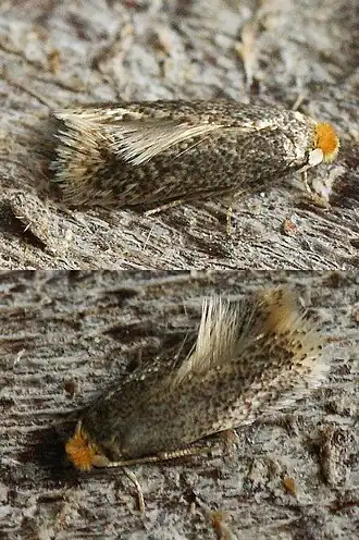 Vroege appeldwergmot