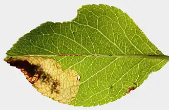 Vroege appeldwergmot