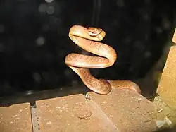 Bruine nachtboomslang in karakteristieke S-houding