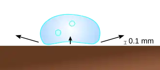 Tekening. Een druppel zweeft een tiende millimeter boven het oppervlak. De damp oefent een opwaartse kracht uit op de holle onderkant van de druppel, terwijl langs de zijkanten damp verdwijnt.