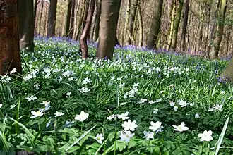Bois d'Hubermont, Bois d'Antoing en Bois de Leuze