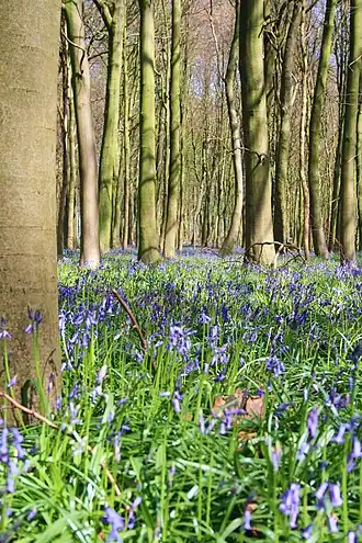 Bois d'Hubermont, Bois d'Antoing en Bois de Leuze