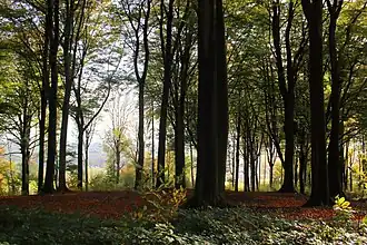 Bois de l'Enclus (Waals deel van het Kluisbos)