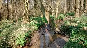 Beek in het Bois du Hautmont