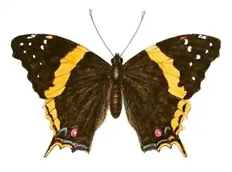 Vanessa madegassorum