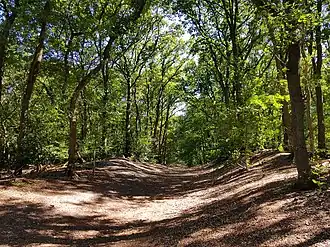 eikenhakhout langs oude weg door Bokkeduinen