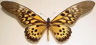 Papilio antimachus
