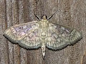 Herpetogramma pertextalis