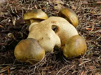 Kostgangerboleet (Pseudoboletus parasiticus) op gele aardappelbovist (Scleroderma citrinum)